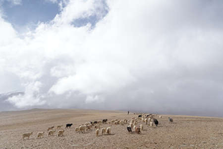 Flock of sheep grazing in the highlands of Tibet, Chinaの写真素材