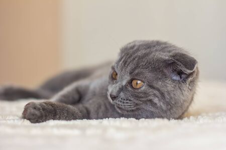 grey kitten scottish foldの写真素材