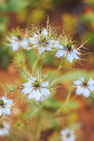 Love-in-a-mist flower or Ragged Lady, Devil in the Bush, Gretchen im Busch in St. Gallen, Switzerland. Its Latin name is Nigella Damascena, native to Southern Europe, Northern Africa.の写真素材