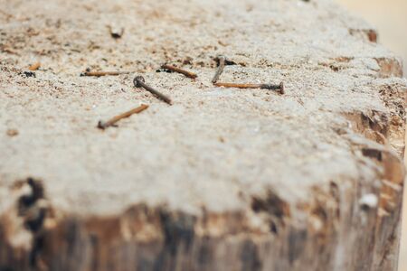 Rusty screws stuck on wooden stump focus on screwsの写真素材