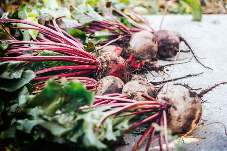 Freshly harvested beetroots with leaves on vintage background. Organic beets vegetables.の写真素材