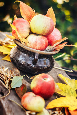 Apple harvest in stylish retro pot on the table with autumn leaves.の写真素材