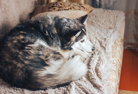 sad dog husky lying on sofaの写真素材