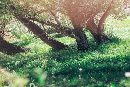 Beautiful trees, the light of the Sun makes its way through the branches, green grass, spring, summerの写真素材