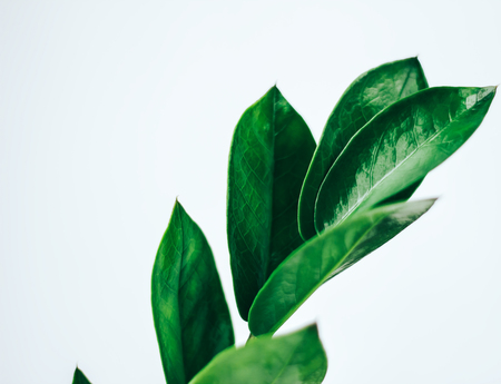 Home plant green leaf on white backgroundの写真素材