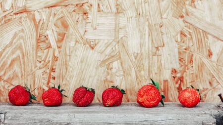 strawberry fruits in a row on white wood table backgroundの写真素材