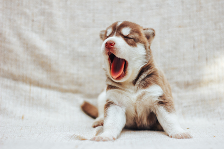 Puppy Siberian Husky yawns. Puppy on bed at homeの写真素材