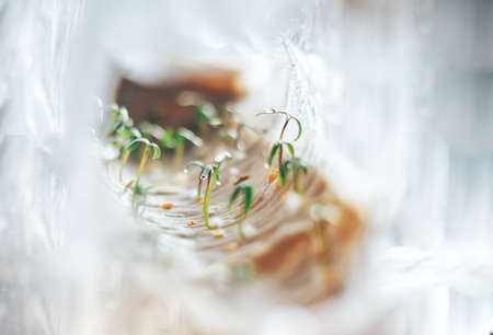 hothouse of cellophane tape at home, seedlings in hothouseの写真素材