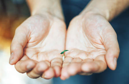 Man holding small green seedling at home without ground, focus on sprout