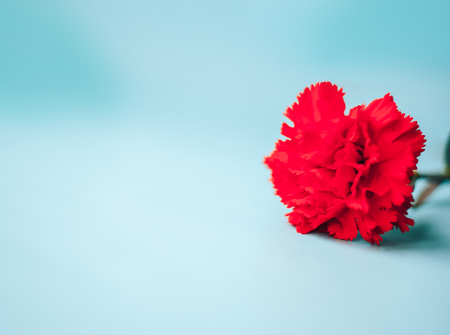 Carnations on a blue background, for mother, happy dayの写真素材