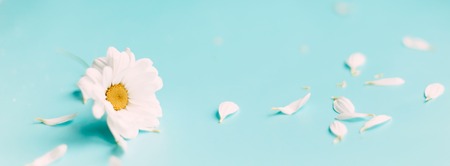 Blue background with chamomiles frame and copy space. Flat layer, top view.の写真素材