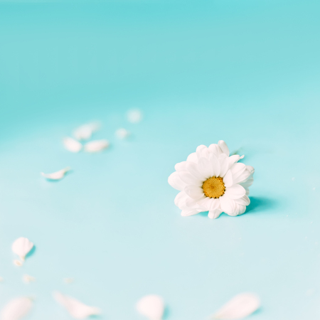 Daisy flower on blue background. Chamomile blossom pictureの写真素材