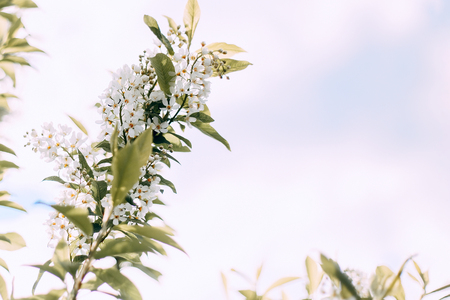 Branch of cherry going to start bloom blossom with blue sky in backgroundの写真素材