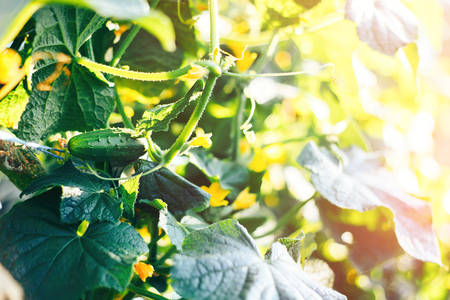 cucumbers in a garden selected focuse on cucumber sunlight behind sunset contour lightの写真素材