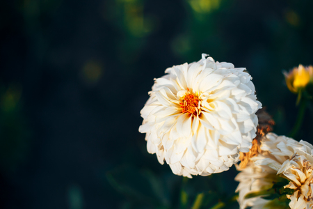 Blooming white Flower. Close-up time lapse of a Zinnia Flower.の写真素材