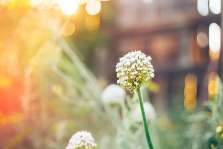 onions flower in a kitchen garden sunlight selected focus white blossomの写真素材