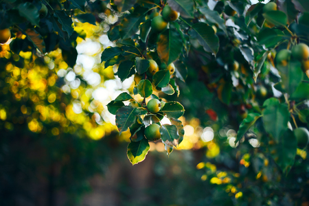 green pears on tree in a garden sunset behind summer time helthy food fruitの写真素材