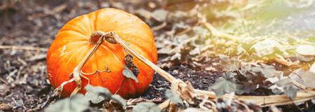 Pumpkin growing in the vegetable garden. Growing pumpkins. Pumpkin plant long bannerの写真素材