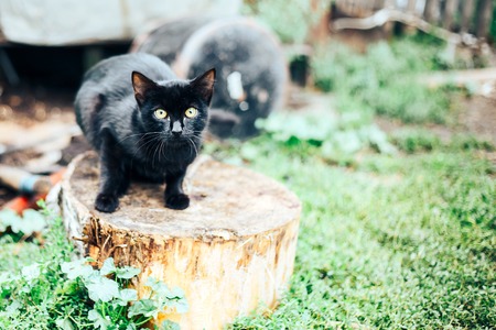 alone scared black homless cat sits on street afraid ofの写真素材