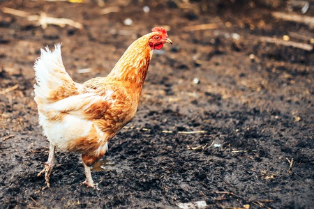 rooster with red comb and flock of chikens grazing on the ground of village courtyard in summer sunny dayの写真素材