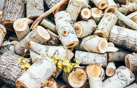kolun close-up in a wooden chock against the background of round remains of treesの写真素材