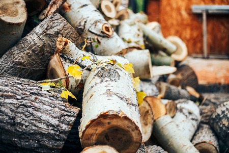 kolun close-up in a wooden chock against the background of round remains of treesの写真素材