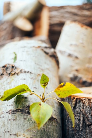 green leaves on a felled tree on a chock, nature protection concept, selected focus