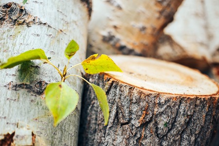 green leaves on a felled tree on a chock, nature protection concept, selected focusの写真素材