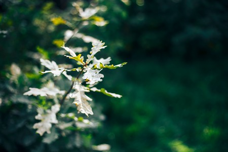 acorn fruit between the leaves on the oak tree in the forest, blurred background with generous copy space, close up, selected focus, narrow depth of fieldの写真素材