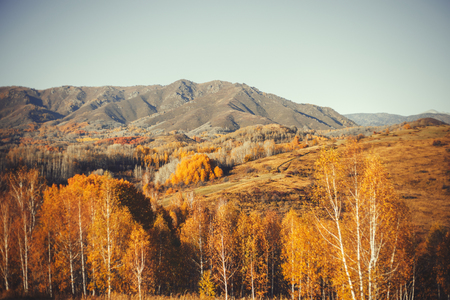Country landscape. Kazakhstan. Trees along the road. Golden autumn. Indian summer. Autumn landscape. Forest. Blue sky and white clouds. Country road. Bright autumn landscapeの写真素材