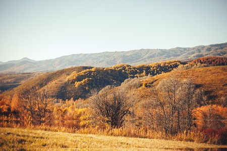 Country landscape. Kazakhstan. Trees along the road. Golden autumn. Indian summer. Autumn landscape. Forest. Blue sky and white clouds. Country road. Bright autumn landscapeの写真素材