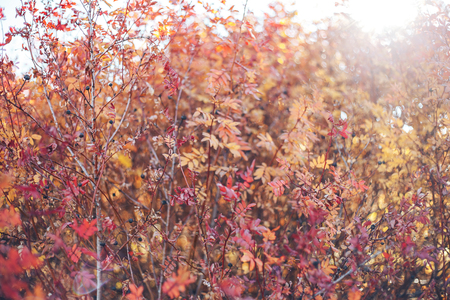 Country landscape. Kazakhstan. Trees along the road. Golden autumn. Indian summer. Autumn landscape. Forest. Blue sky and white clouds. Country road. Bright autumn landscapeの写真素材