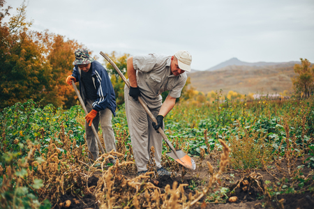 Workers in garden and bucket of potatoes. Harvest time, planting potatoes. Family farmers. Seasonal jobの写真素材