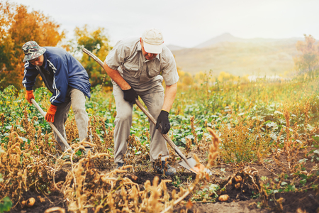 Workers in garden and bucket of potatoes. Harvest time, planting potatoes. Family farmers. Seasonal jobの写真素材