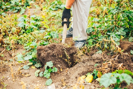 Bio vegetable farming. Organic potato harvest on field. Farmer digging potatoes from the soil.の写真素材
