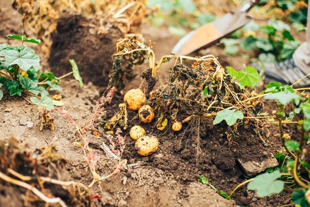 Bio vegetable farming. Organic potato harvest on field. Farmer digging potatoes from the soil.の写真素材
