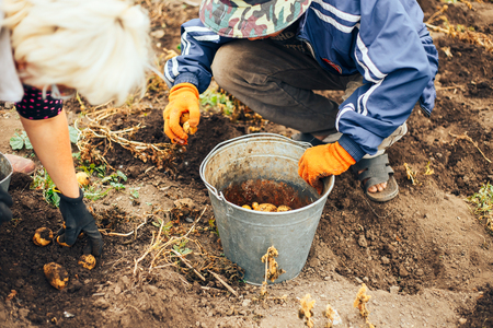 Harvesting Potatoes. Female and male Farmer Hold Heap Fresh Potato In Her Hand Close To Ground. Fresh Potato. Harvest Time, Season.の写真素材