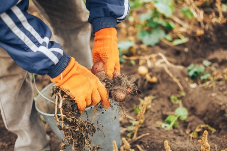 Harvesting Potatoes. Female and male Farmer Hold Heap Fresh Potato In Her Hand Close To Ground. Fresh Potato. Harvest Time, Season.の写真素材