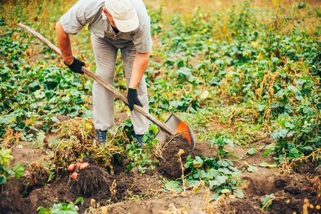 Bio vegetable farming. Organic potato harvest on field. Farmer digging potatoes from the soil.の写真素材