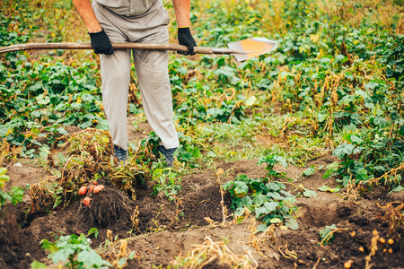 Bio vegetable farming. Organic potato harvest on field. Farmer digging potatoes from the soil.の写真素材