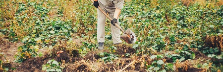 Bio vegetable farming. Organic potato harvest on field. Farmer digging potatoes from the soil. long bannerの写真素材