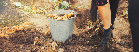 Harvesting Potatoes. Female and male Farmer Hold Heap Fresh Potato In Her Hand Close To Ground. Fresh Potato. Harvest Time, Season. long bannerの写真素材