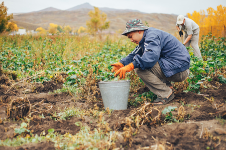 Harvesting Potatoes. Female and male Farmer Hold Heap Fresh Potato In Her Hand Close To Ground. Fresh Potato. Harvest Time, Season.の写真素材