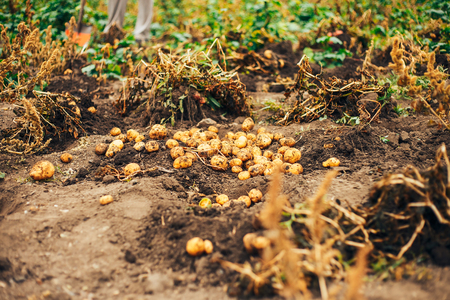 Bio vegetable farming. Organic potato harvest on field. Farmer digging potatoes from the soil.の写真素材