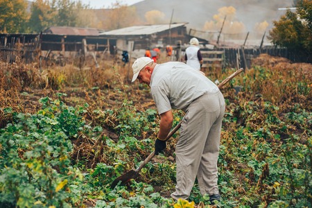 Bio vegetable farming. Organic potato harvest on field. Farmer digging potatoes from the soil.の写真素材