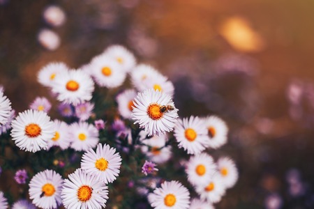 Aster alpinus or Alpine aster purple or lilac flower with a bee collecting pollen or nectar. Purple flower like a daisy in flower bed.の写真素材