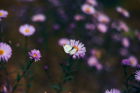 Beautiful Orange Butterfly on the purple flowerの写真素材