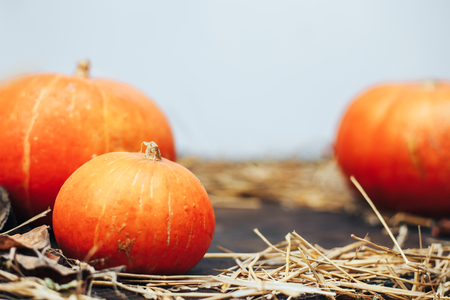 Orange pumpkins on a wooden table in the autumn gardenの写真素材