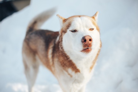 Red siberian husky dog with blue eyes walking on a snow in winter.の写真素材