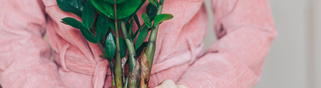 Front view, at center of a young woman, dressed in pink clothes, standing, holding flower pot with house plant, and looking at camera. In background begie wall. bannerの写真素材